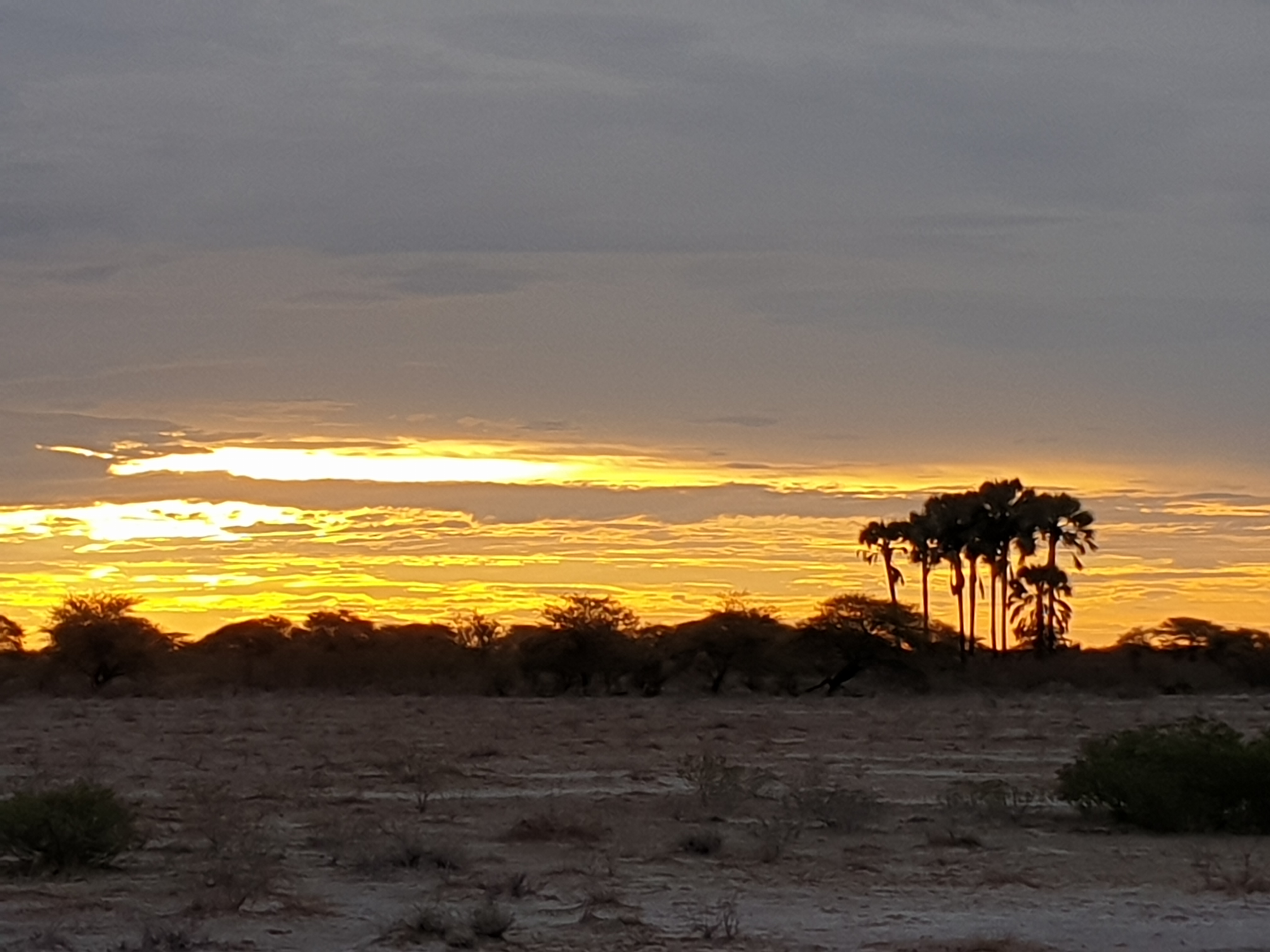 Coucher de soleil avec bosquet de palmiers Macalani (Macalani palm, Hyphaene petersiana), Onguma Nature Reserve, Etosha, Namibie.